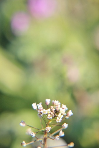 e0347592_16132373.jpg