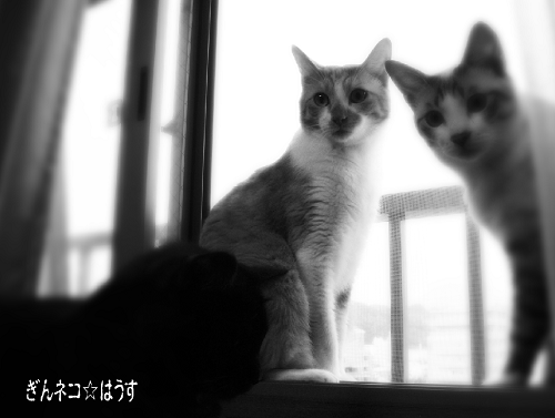 お家ねこライフ_a0333195_09410955.png