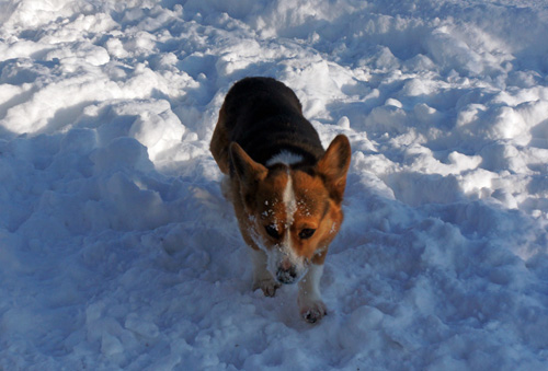 雪の上でゴロゴロ_b0038402_18195953.jpg