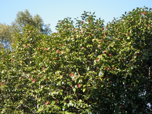 f0187402_1628283.jpg