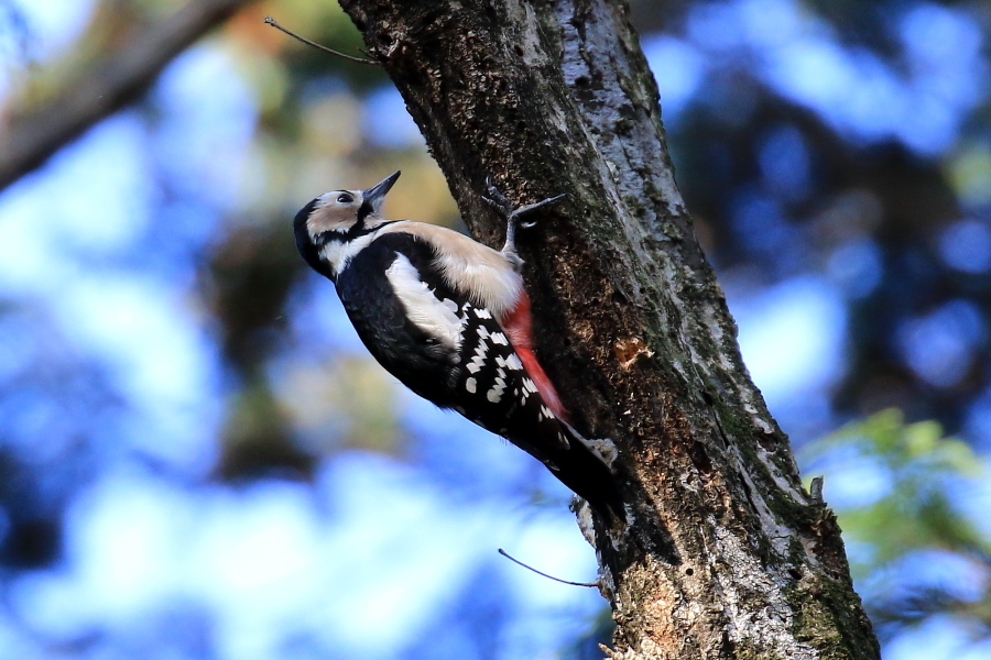 近くの公園へ野鳥を求めて　…　！_d0334006_18133750.jpg