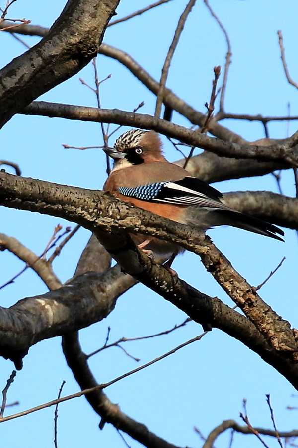 近くの公園へ野鳥を求めて　…　！_d0334006_18163776.jpg