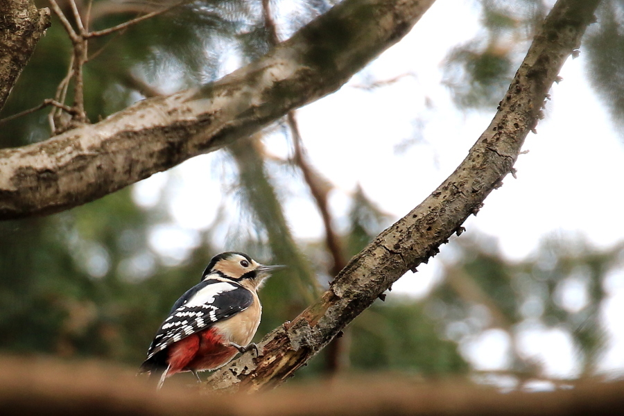 近くの公園へ野鳥を求めて　…　！_d0334006_18331436.jpg