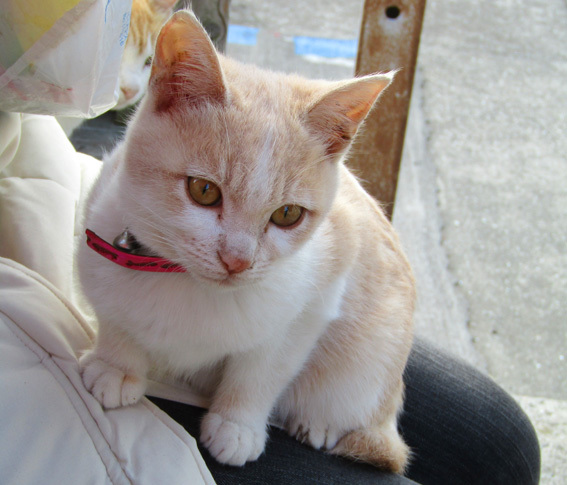 時代は猫☆本能のままが愛らしい猫世界_a0329820_22271668.jpg