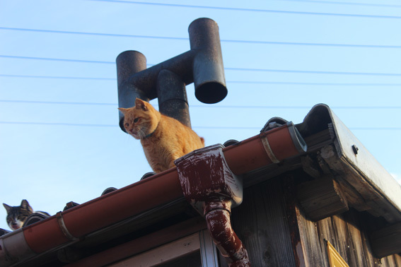 時代は猫☆本能のままが愛らしい猫世界_a0329820_22271826.jpg