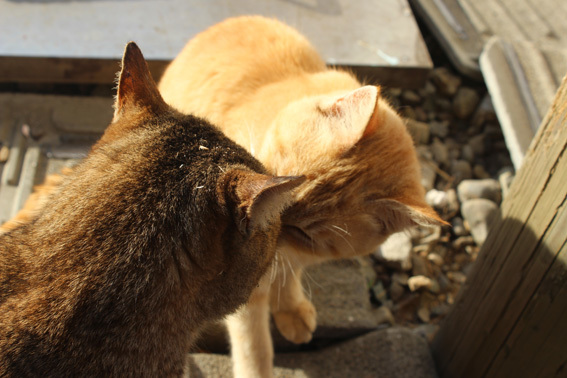 時代は猫☆本能のままが愛らしい猫世界_a0329820_22272896.jpg