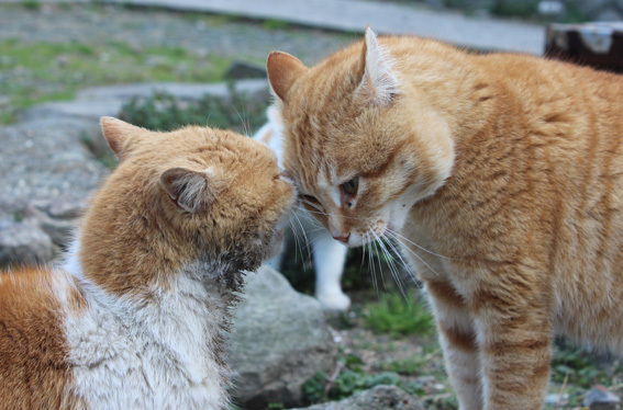 時代は猫☆本能のままが愛らしい猫世界_a0329820_22274062.jpg