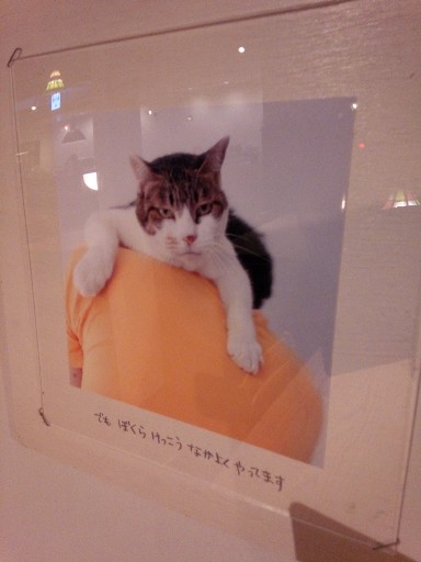 夢の猫の暮らし_d0171222_1245398.jpg