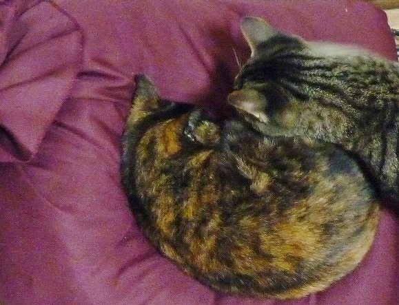 新猫わびとビーコン_b0166128_186374.jpg