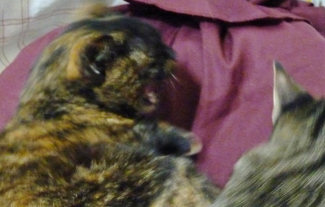 新猫わびとビーコン_b0166128_18713100.jpg