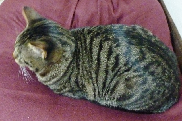 新猫わびとビーコン_b0166128_1892113.jpg