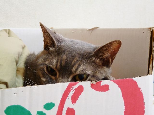 俺の気持ちが伝わらず・・・_b0166128_759418.jpg