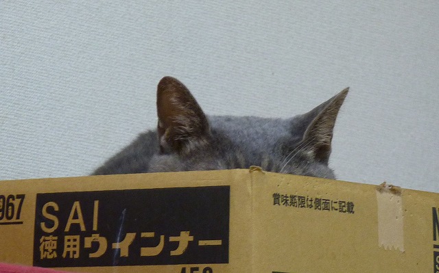 俺の気持ちが伝わらず・・・_b0166128_822175.jpg