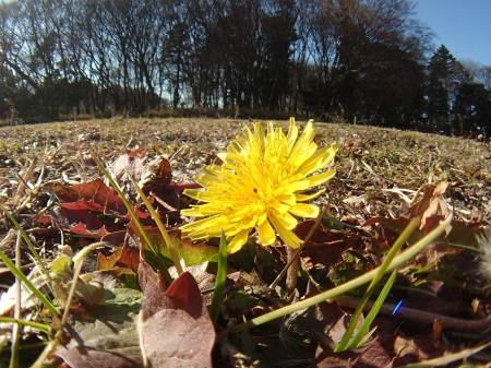 2016年1月上旬　今年の初め　いつもの公園_c0353632_15350440.jpg