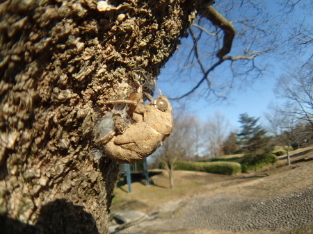 2016年1月上旬　今年の初め　いつもの公園_c0353632_16031638.jpg