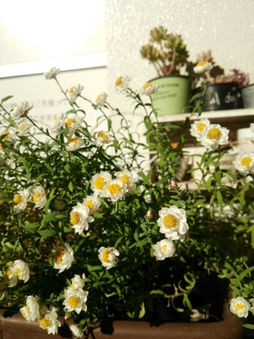 c0267235_23225886.jpg
