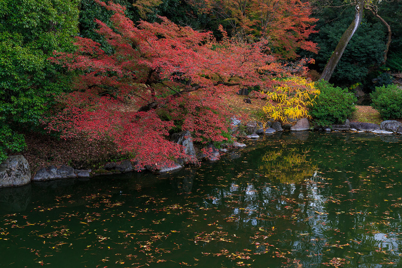 京都の紅葉2015・彩りの御所（京都御所）_f0155048_21315458.jpg