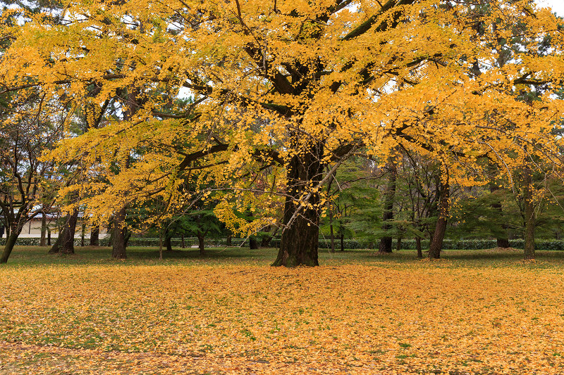 京都の紅葉2015・彩りの御所（京都御所）_f0155048_2131812.jpg