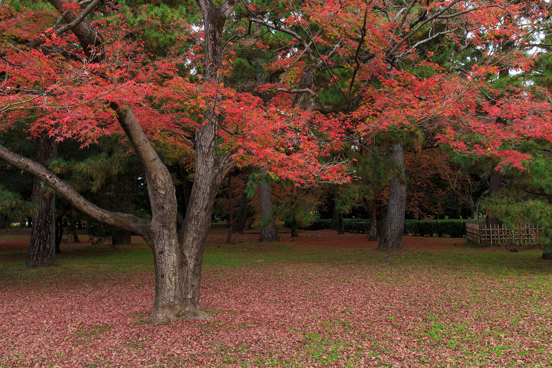 京都の紅葉2015・彩りの御所（京都御所）_f0155048_21331772.jpg