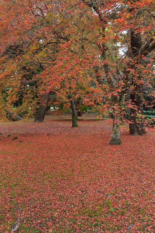 京都の紅葉2015・彩りの御所（京都御所）_f0155048_21332038.jpg