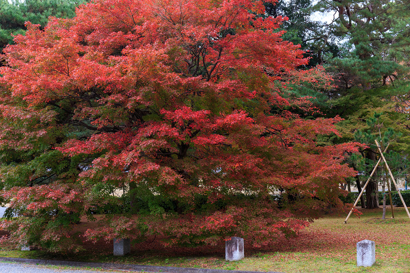 京都の紅葉2015・彩りの御所（京都御所）_f0155048_21333429.jpg