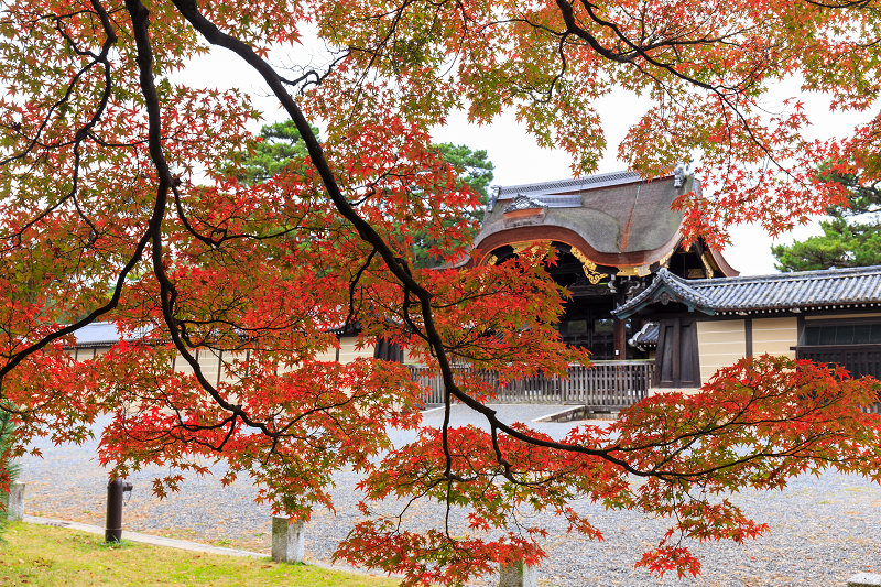 京都の紅葉2015・彩りの御所（京都御所）_f0155048_2135529.jpg