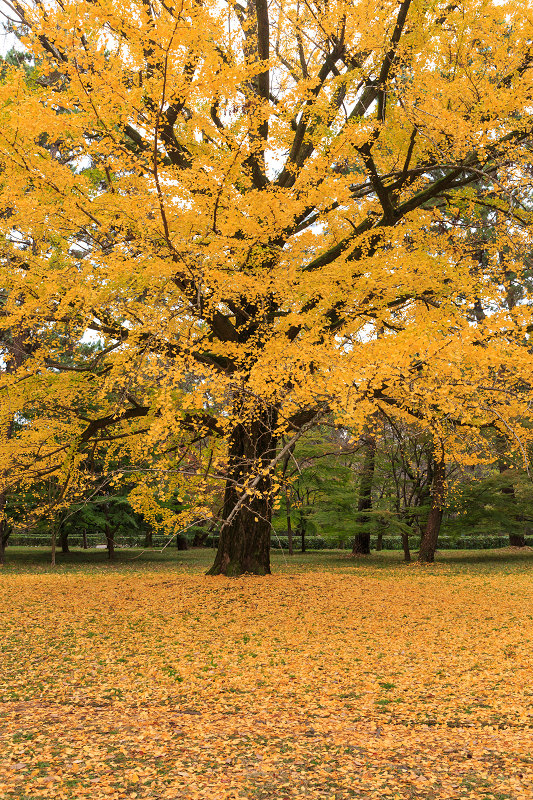 京都の紅葉2015・彩りの御所（京都御所）_f0155048_21361465.jpg