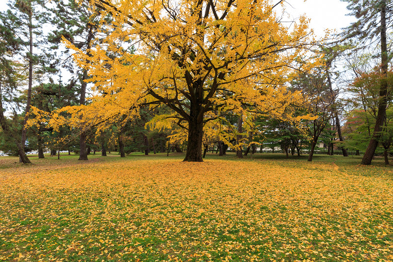 京都の紅葉2015・彩りの御所（京都御所）_f0155048_21362677.jpg