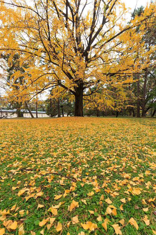 京都の紅葉2015・彩りの御所（京都御所）_f0155048_2137640.jpg