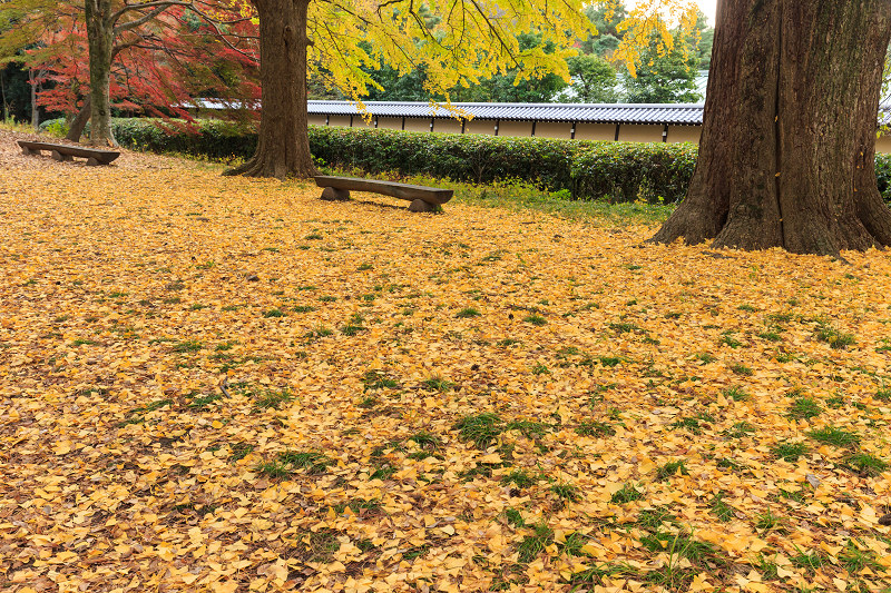 京都の紅葉2015・彩りの御所（京都御所）_f0155048_21394221.jpg