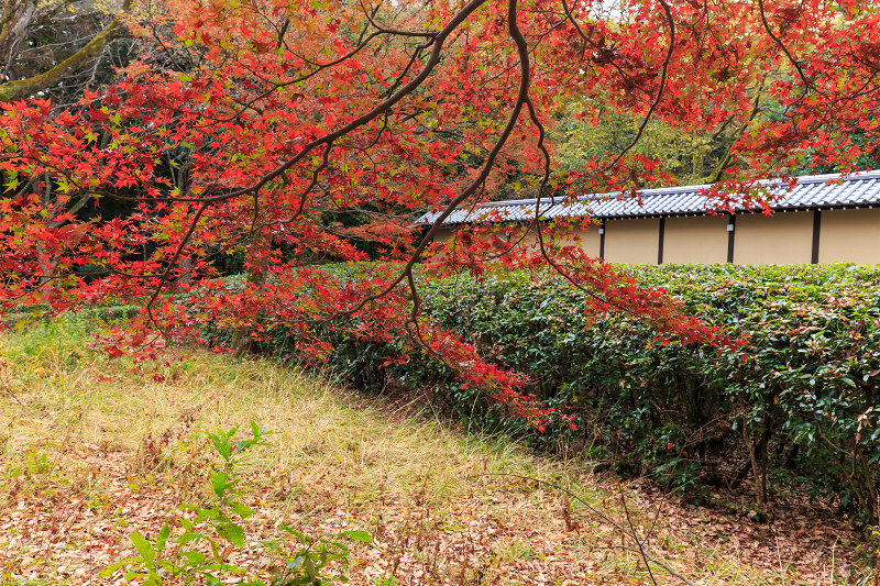 京都の紅葉2015・彩りの御所（京都御所）_f0155048_21394836.jpg