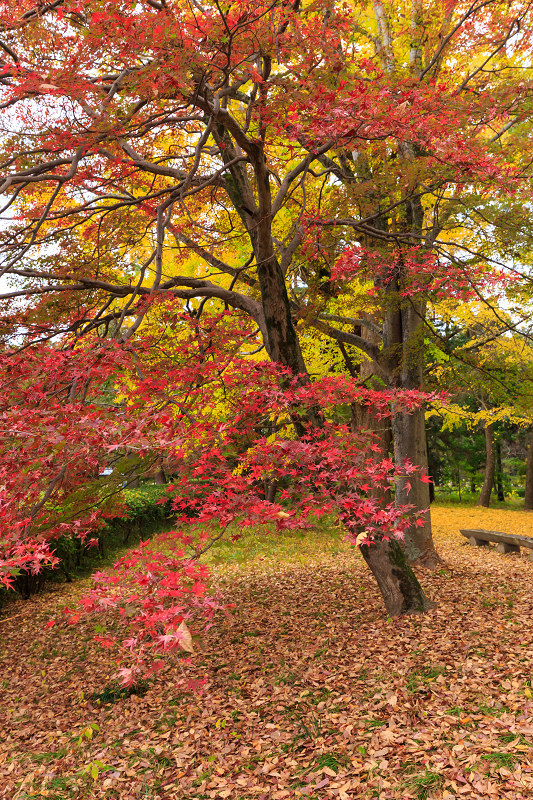 京都の紅葉2015・彩りの御所（京都御所）_f0155048_21395293.jpg