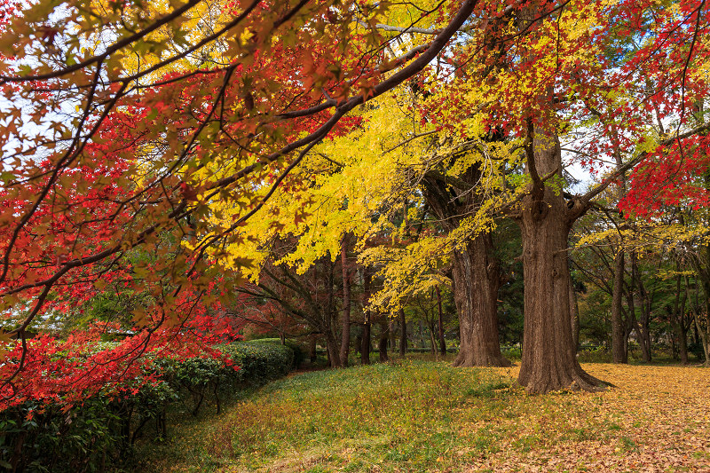 京都の紅葉2015・彩りの御所（京都御所）_f0155048_21415271.jpg