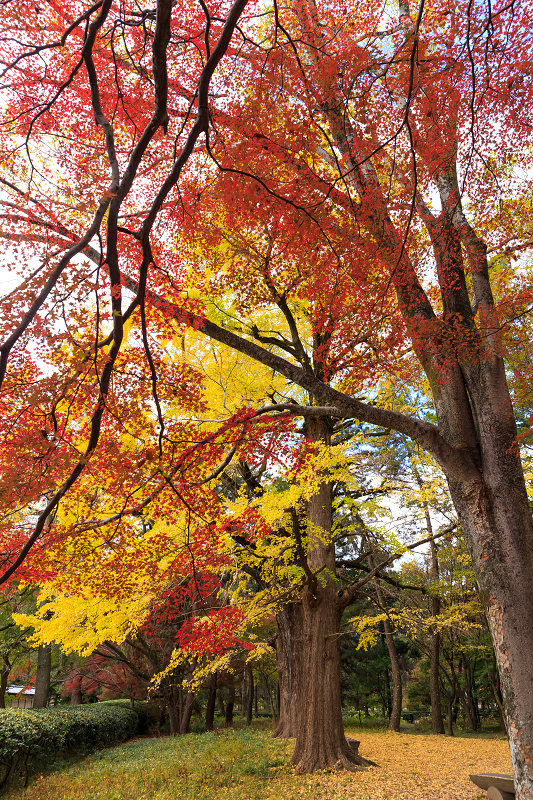 京都の紅葉2015・彩りの御所（京都御所）_f0155048_21424355.jpg