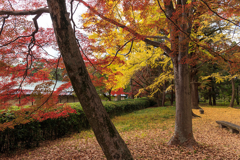 京都の紅葉2015・彩りの御所（京都御所）_f0155048_2143012.jpg