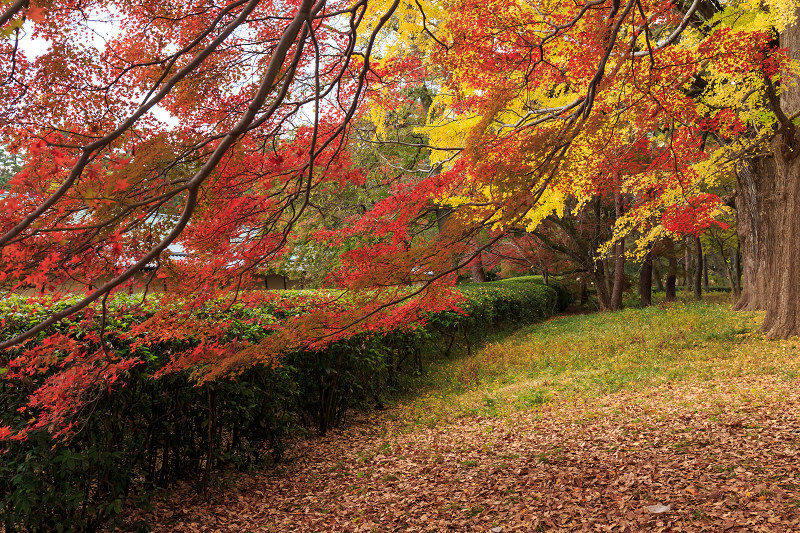 京都の紅葉2015・彩りの御所（京都御所）_f0155048_21431927.jpg