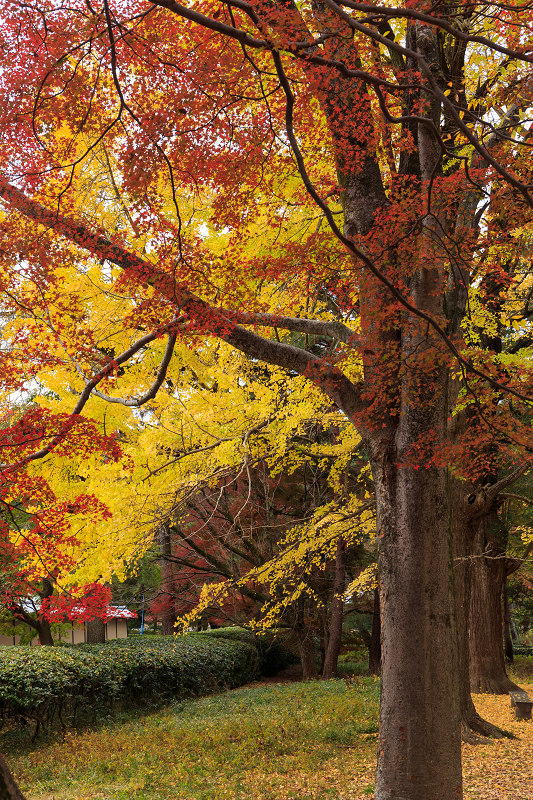 京都の紅葉2015・彩りの御所（京都御所）_f0155048_2143639.jpg