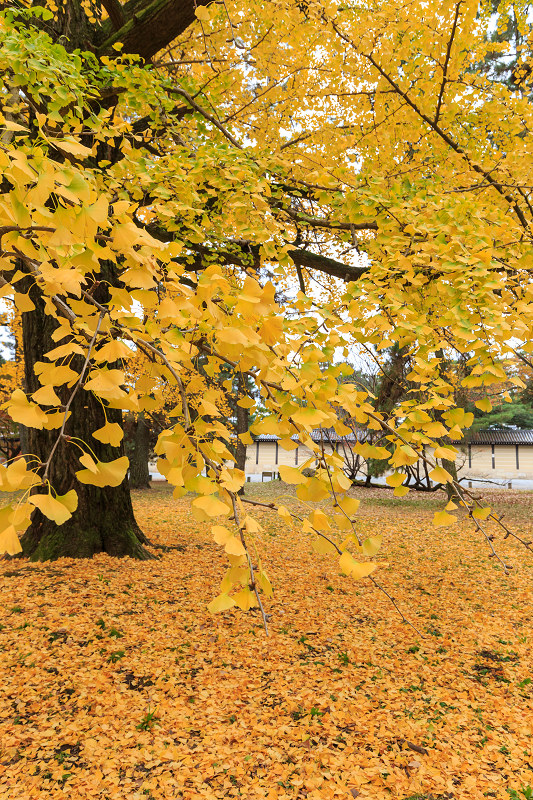 京都の紅葉2015・彩りの御所（京都御所）_f0155048_21441899.jpg