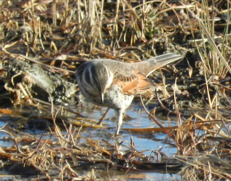 土曜日の鳥見散歩_e0172950_19112.jpg