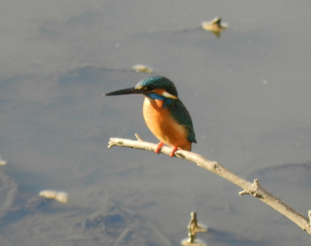 土曜日の鳥見散歩_e0172950_1911227.jpg