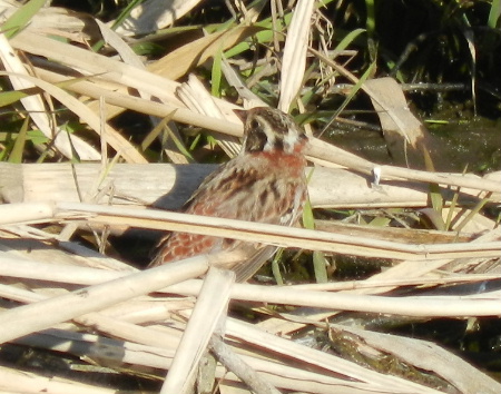 土曜日の鳥見散歩_e0172950_1912579.jpg