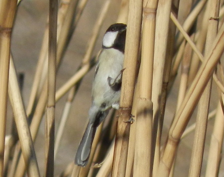 土曜日の鳥見散歩_e0172950_1913778.jpg