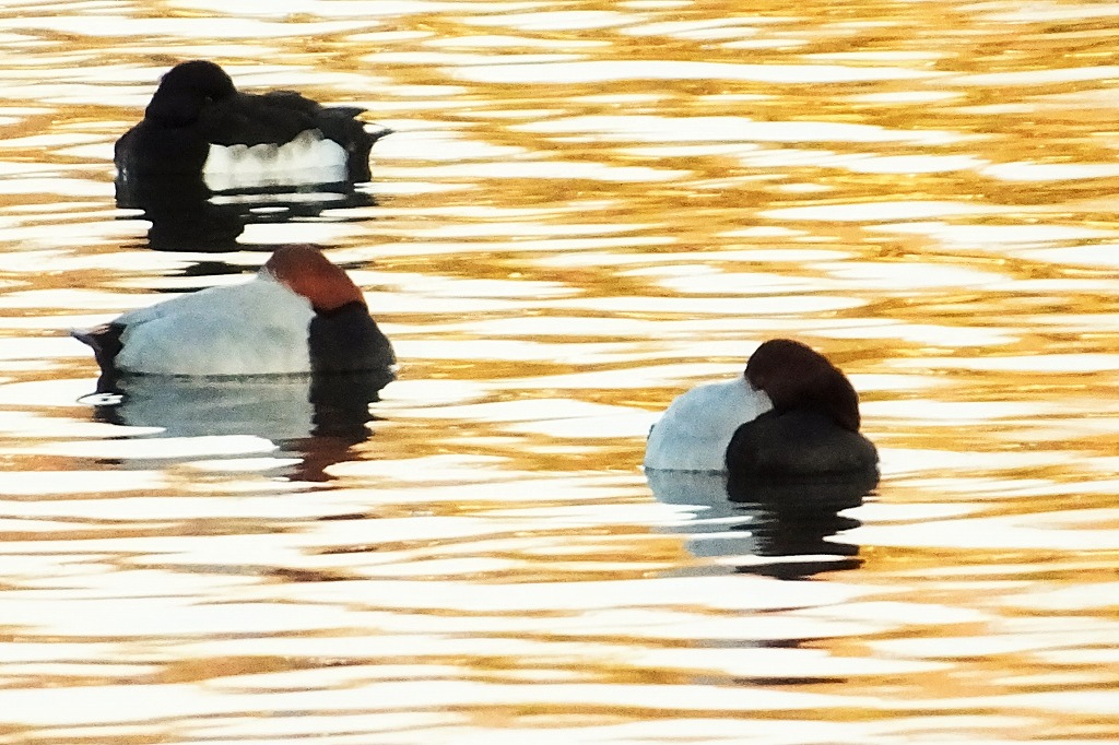 b0236251_1041289.jpg