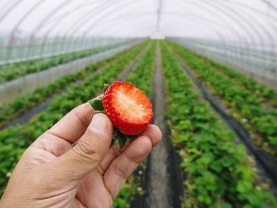 完熟紅ほっぺ 完熟の美味さ!朝採りの新鮮さ!こだわり減農薬栽培の安全性!本物のイチゴです!!_a0254656_12432917.jpg