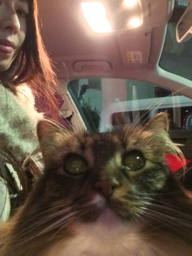 旅ねこ⭐️りぼんさん_c0151965_13115588.jpg