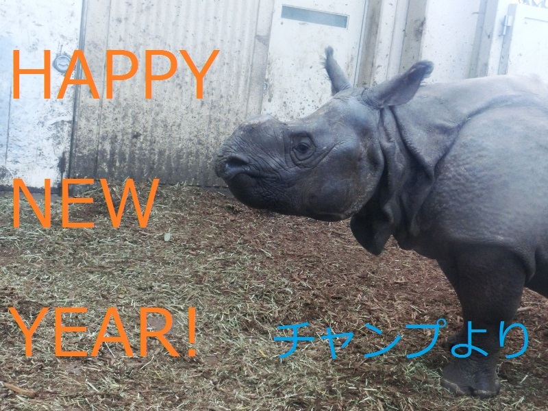 初インドサイ詣＠金沢動物園 2016.01.10_e0266067_22355824.jpg