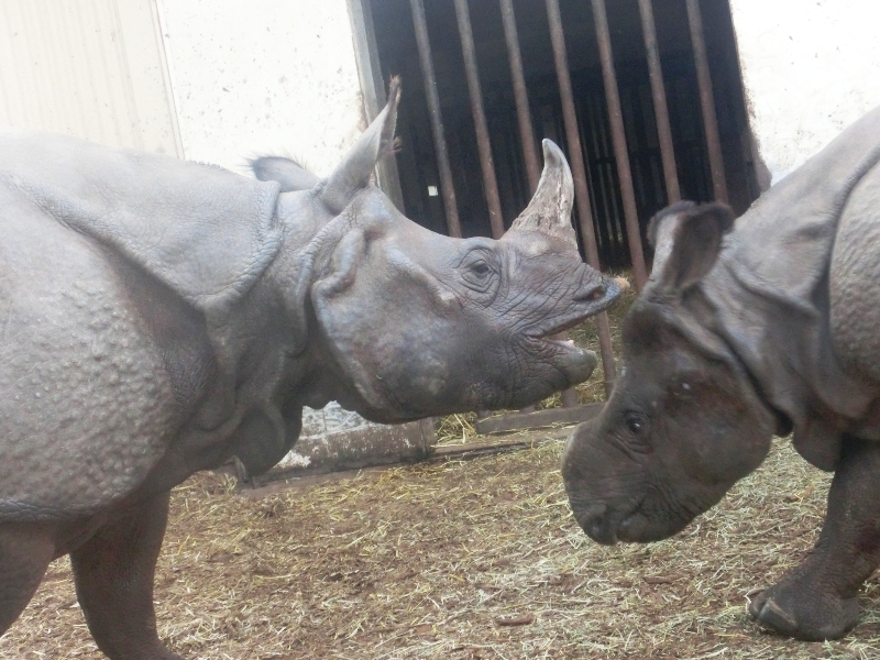 初インドサイ詣＠金沢動物園 2016.01.10_e0266067_22490451.jpg