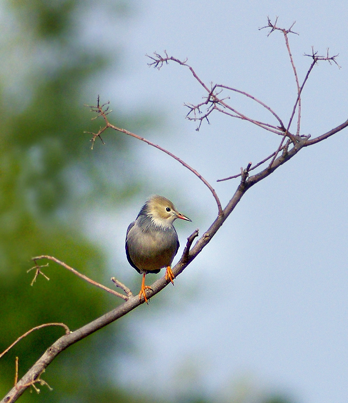 公園でギンムクドリ_f0215767_16501975.jpg