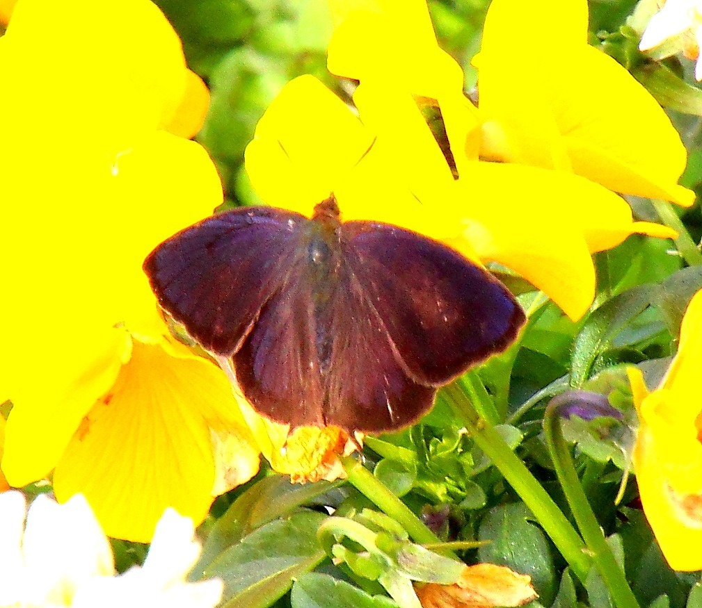 のんほいパーク植物園　で　ムラサキツバメ_b0320769_18495003.jpg