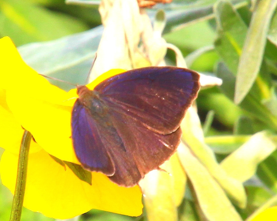 のんほいパーク植物園　で　ムラサキツバメ_b0320769_18502867.jpg